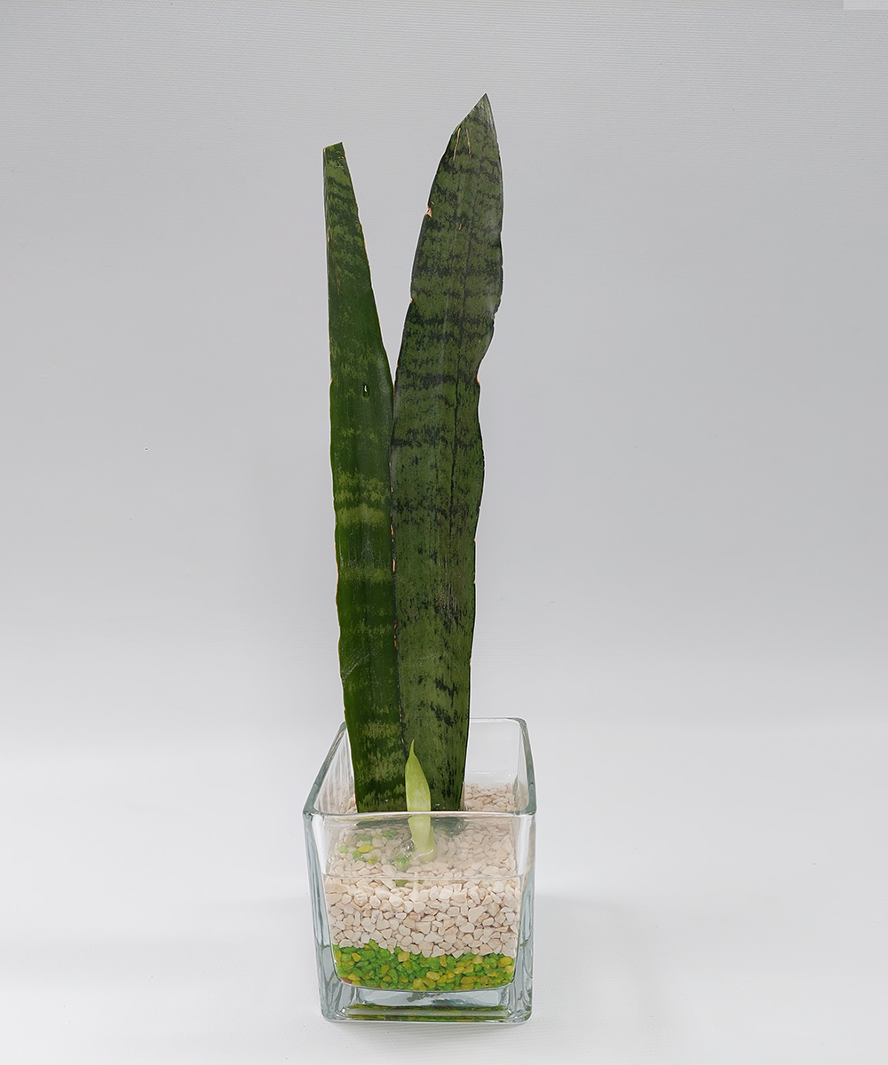 Baby Sanseveiras doble