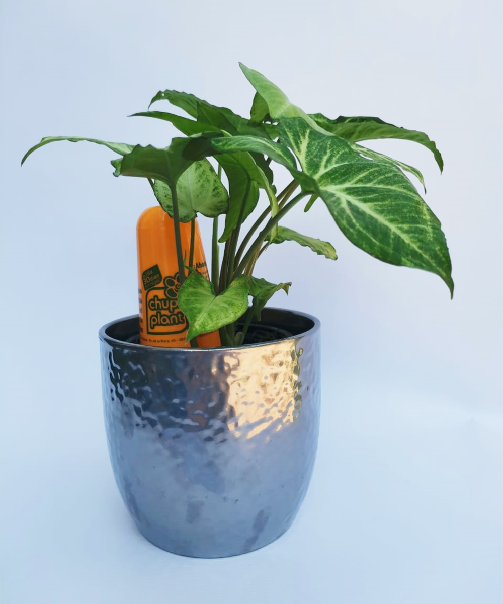 Agua Gel Riego (ChupiPlant)