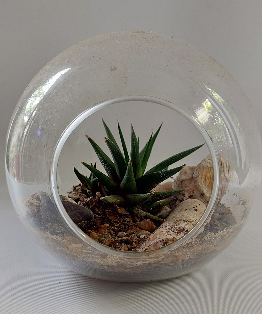 Ecoesfera Terrario 14 Sin Asa