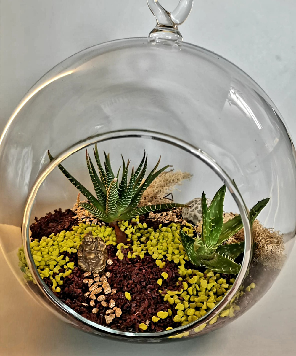 Ecoesfera Terrario 20 Con Asa