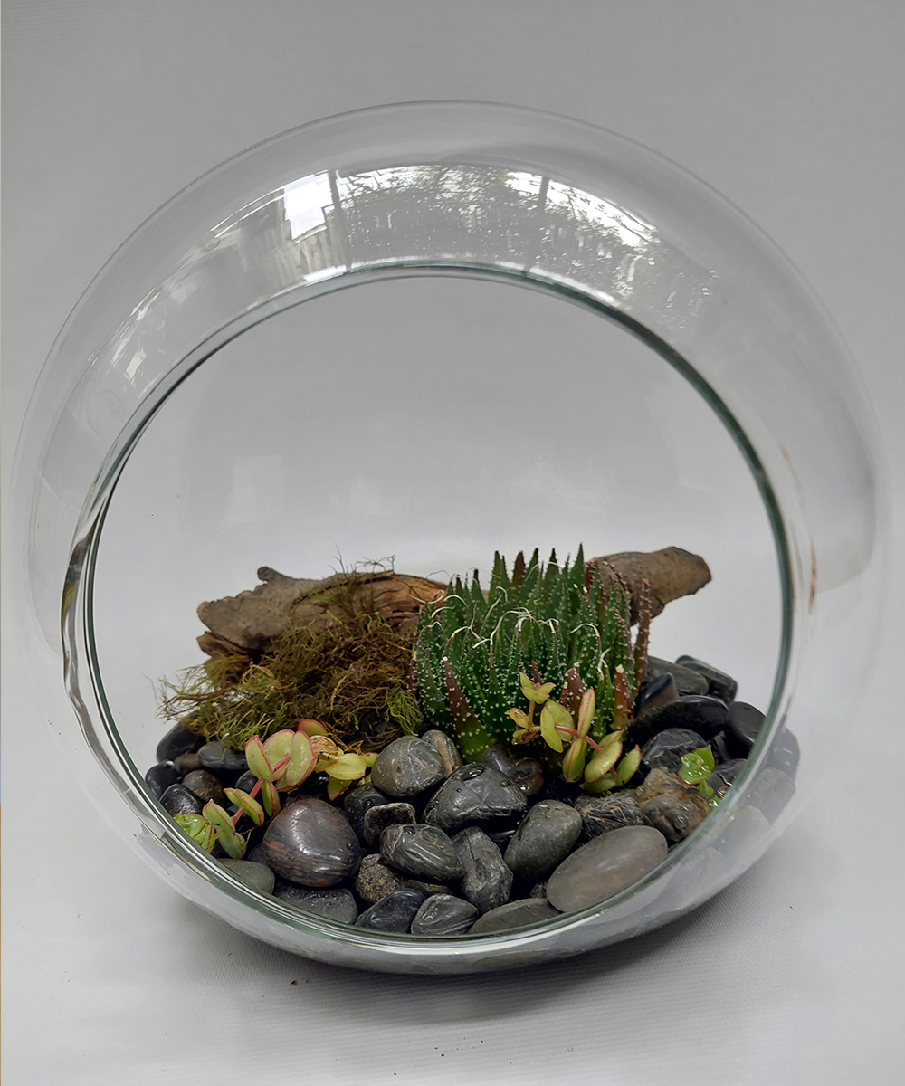 Ecoesfera Terrario 20 Sin Asa