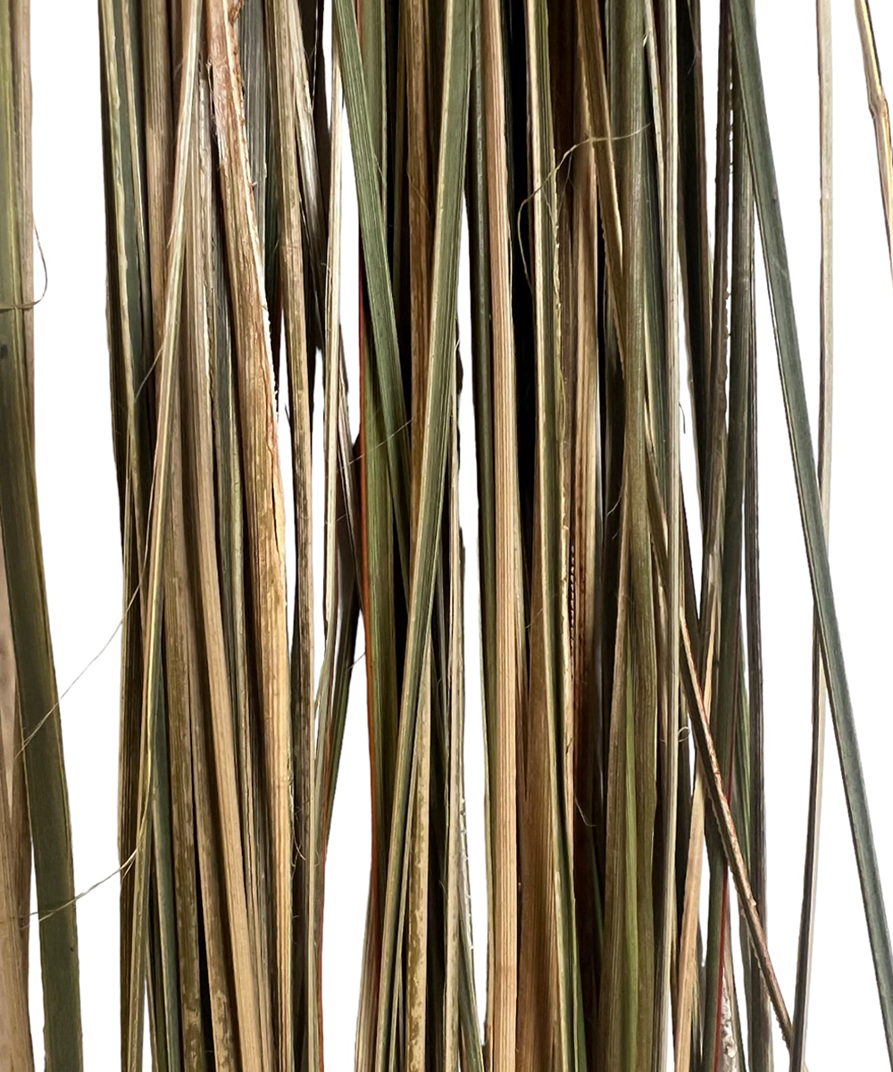 Fibra Pita (Manila O Ñocha)