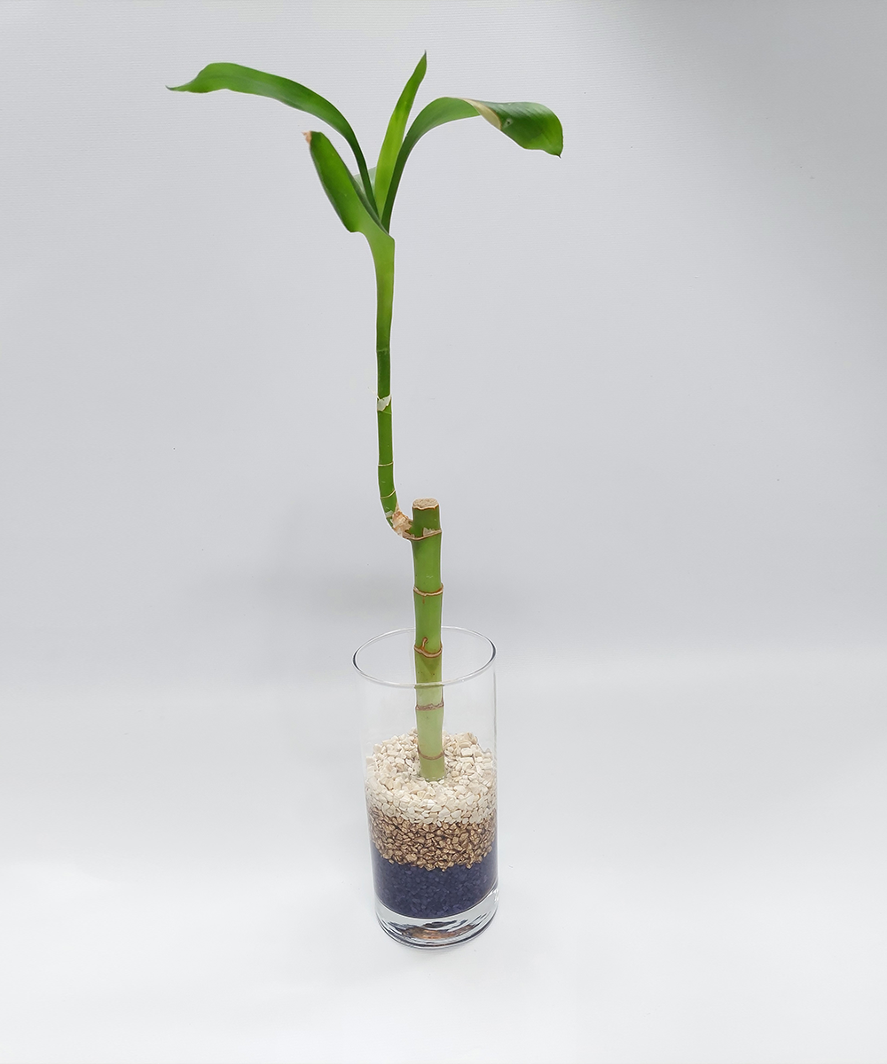 Arreglo Lucky Bamboo 1