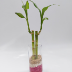 Arreglo Lucky Bamboo 2