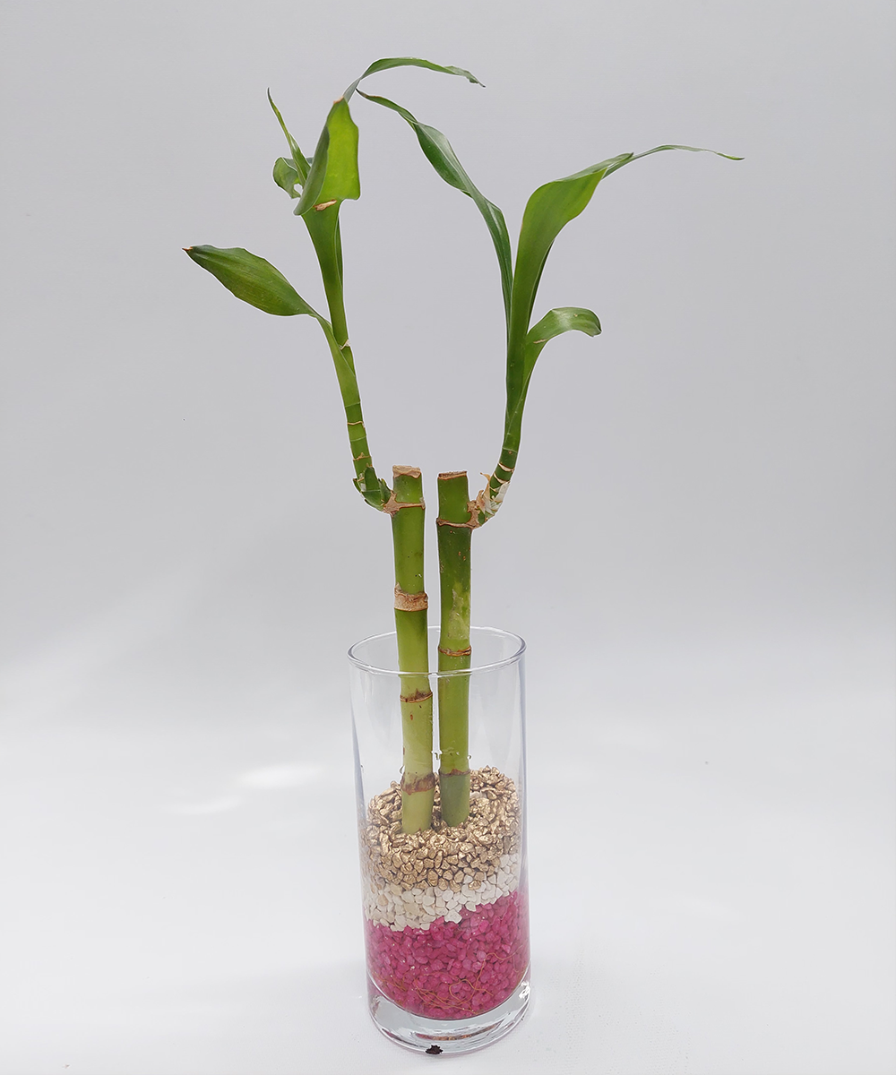Arreglo Lucky Bamboo 2