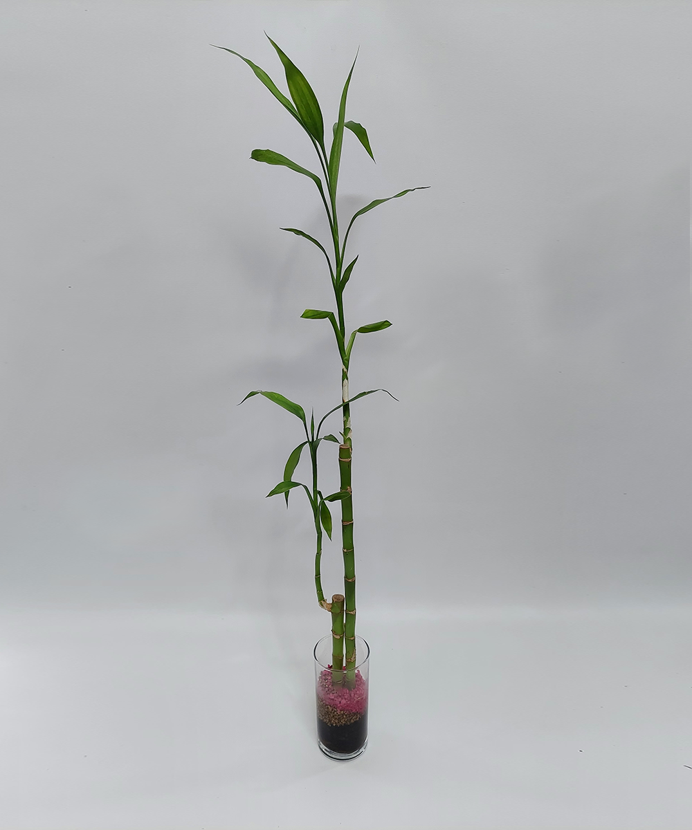 Arreglo Lucky Bamboo 3
