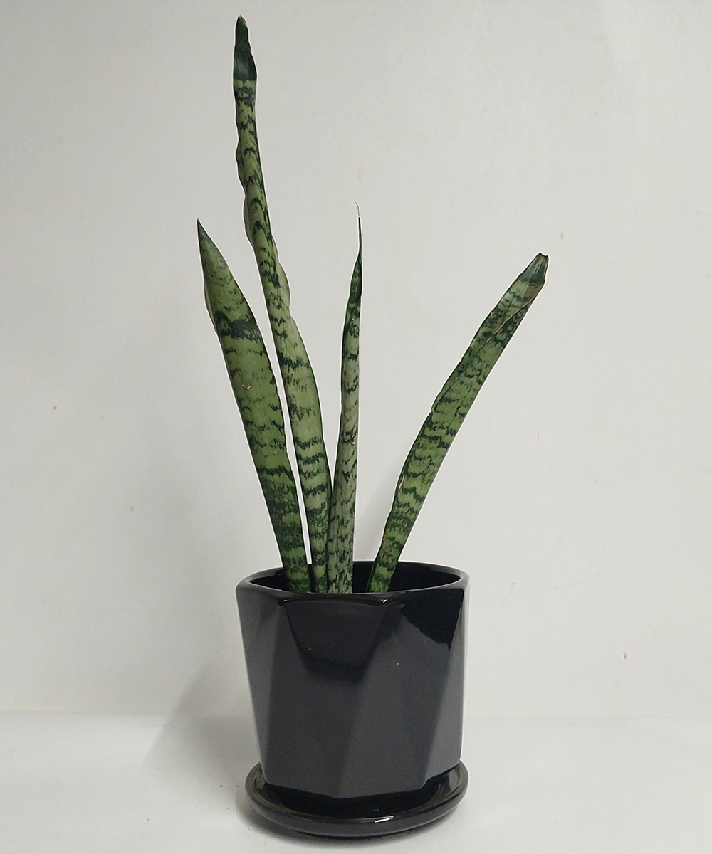 Sanseveira Maceta Negra