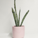 Sanseveira Maceta Rosa