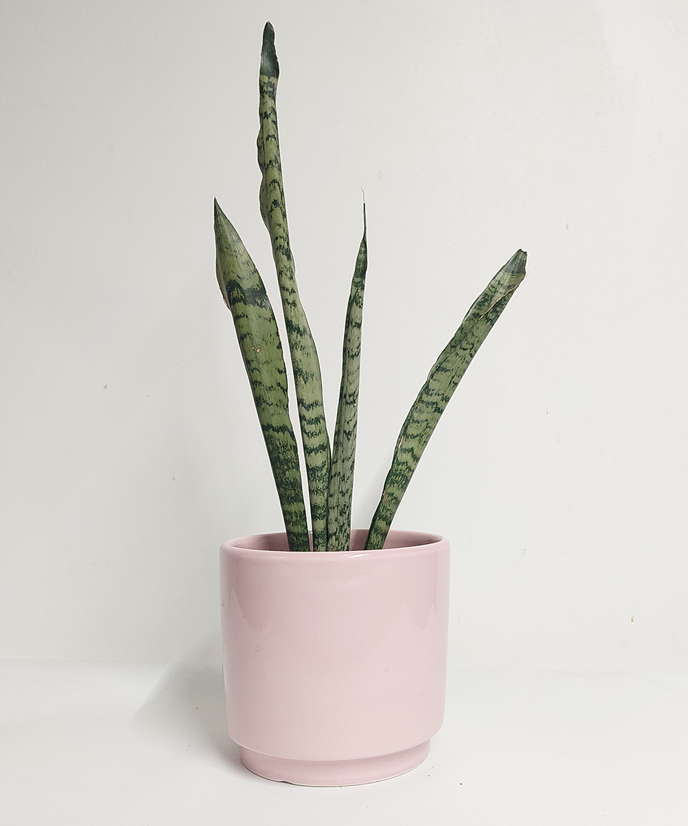 Sanseveira Maceta Rosa