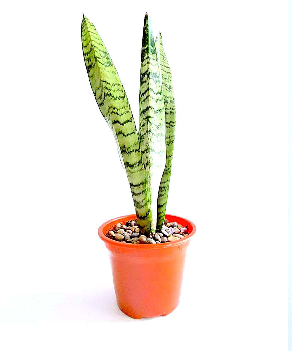 Sanseveira Zelenaica