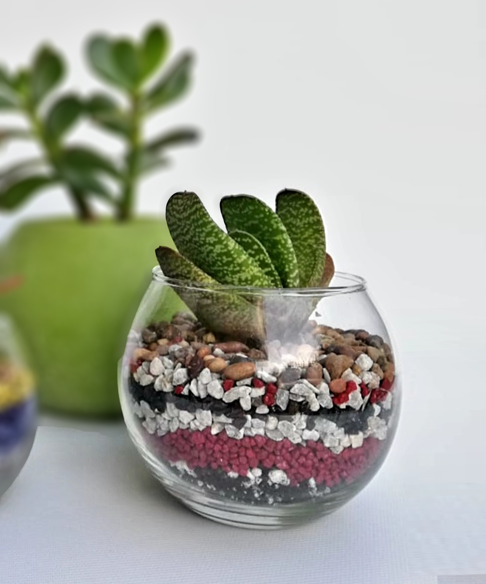 Suculenta Mini 14 Vidrio