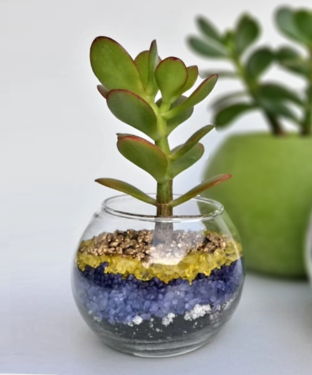 Suculenta Mini 9 Vidrio