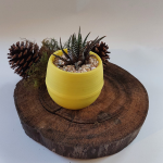 Suculenta Mini Amarilla