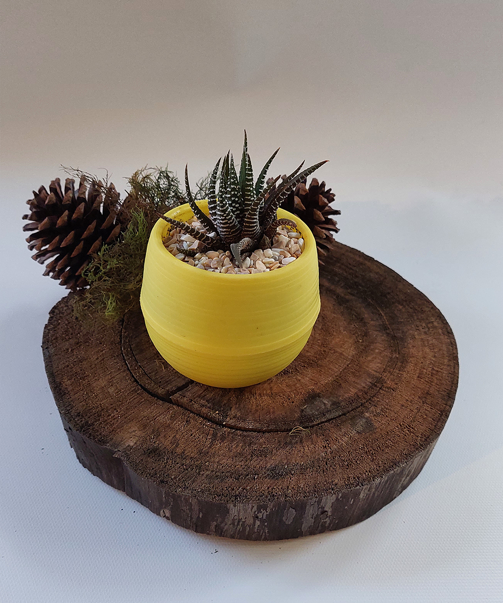 Suculenta Mini Amarilla