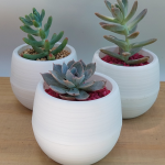 Suculenta Mini Blanca