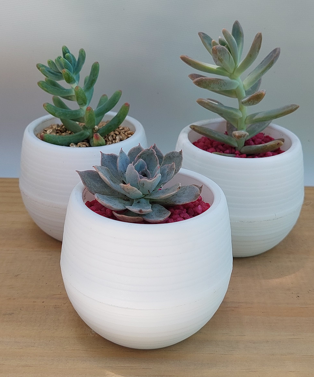 Suculenta Mini Blanca