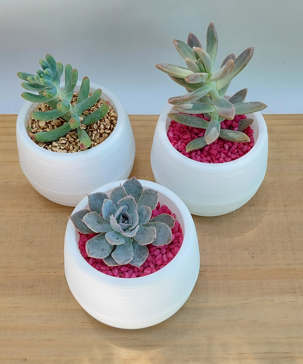 Suculenta Mini Blanca - Imagen 2