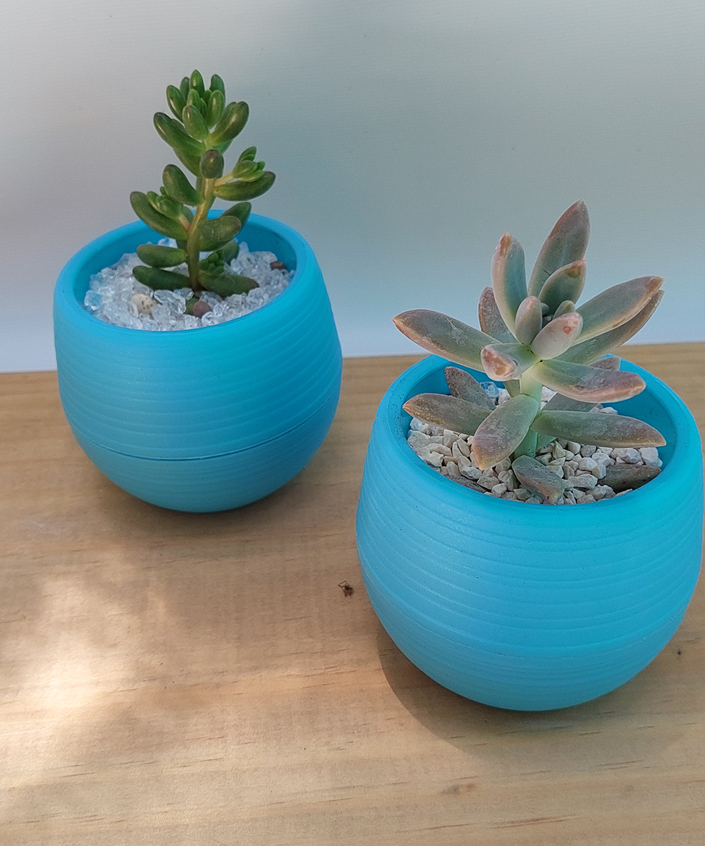 Suculenta Mini Celeste