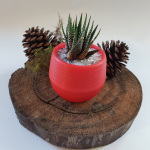 Suculenta Mini Roja