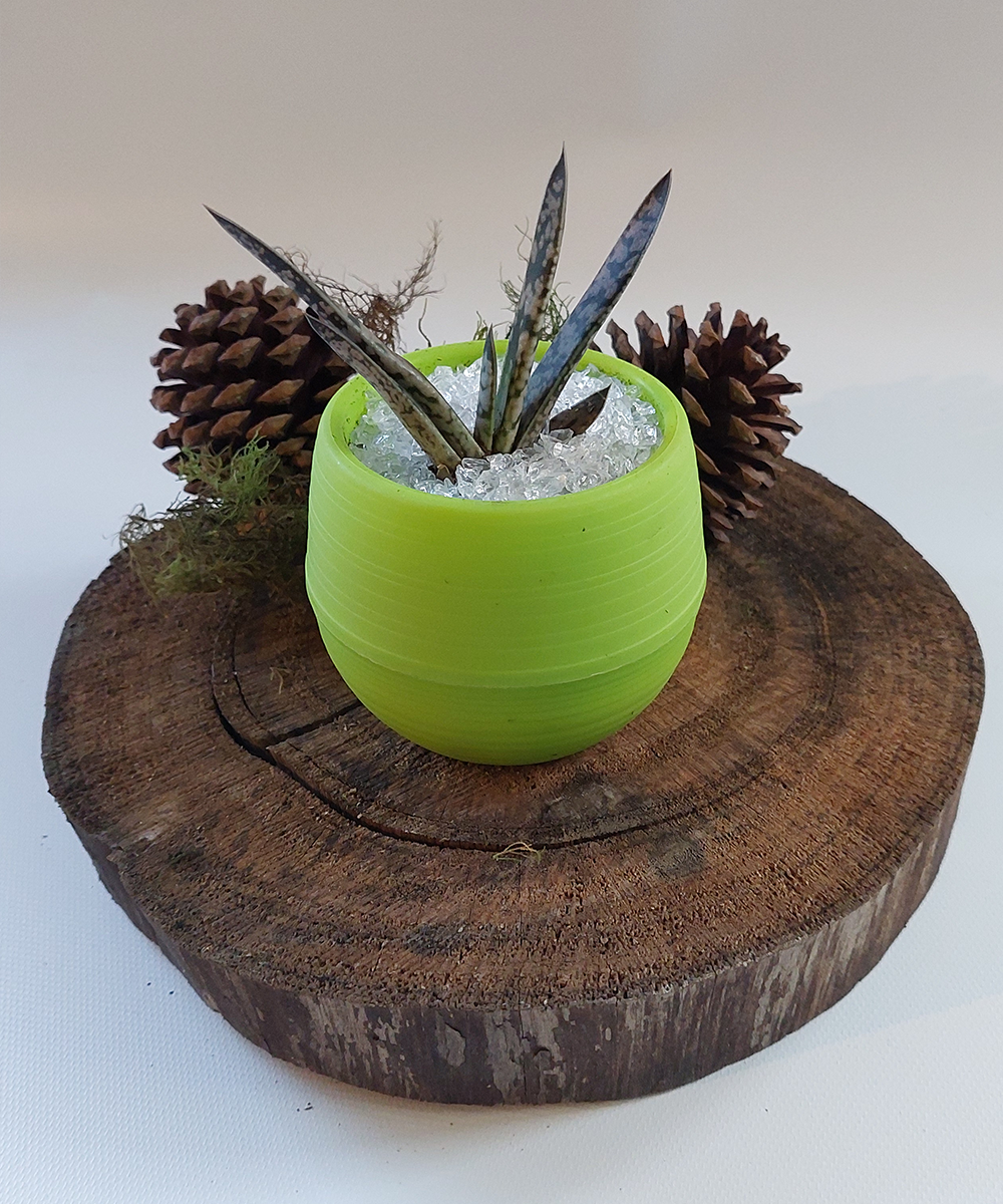 Suculenta Mini Verde