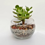 Suculenta Pecera 12 cm