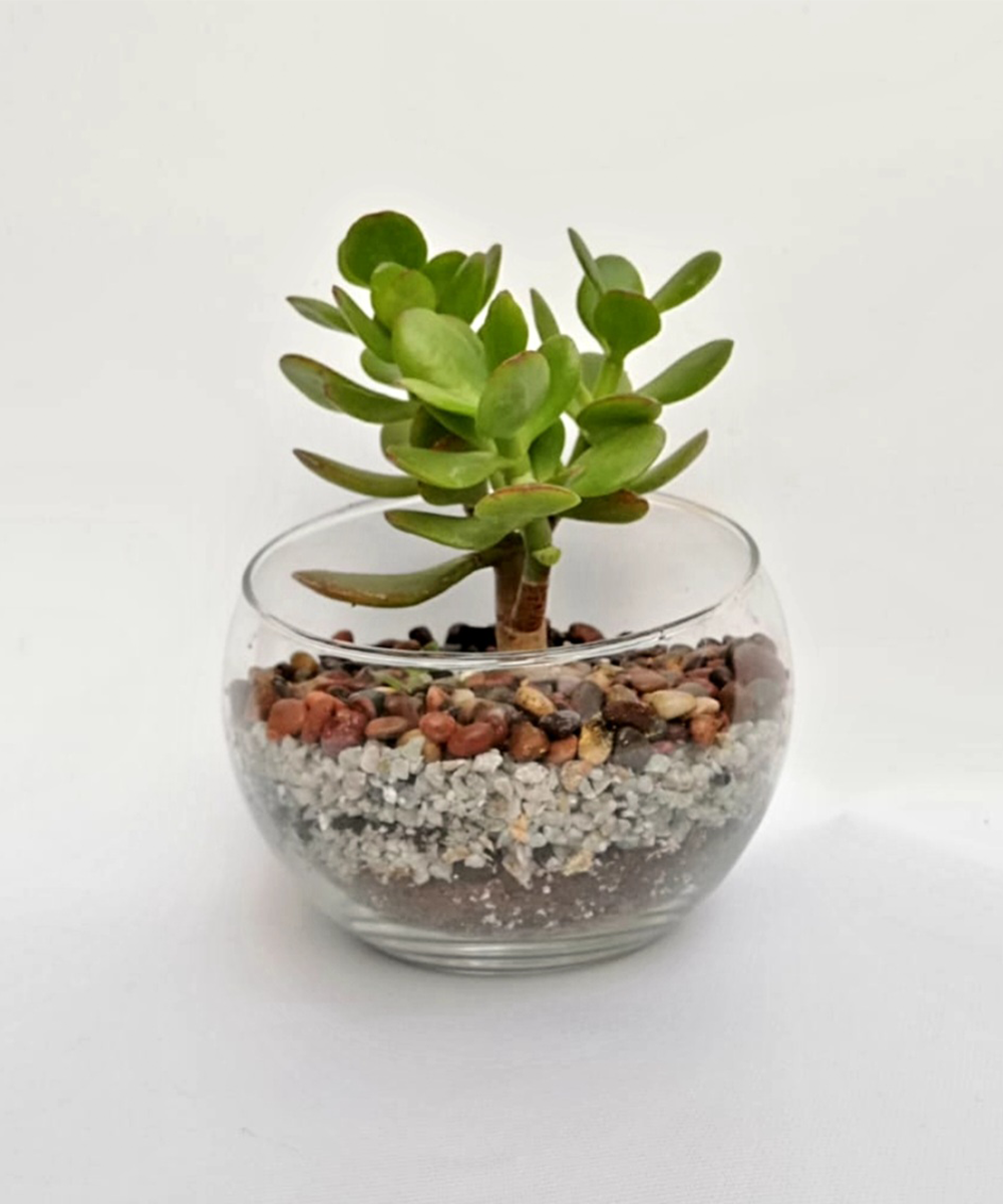 Suculenta Pecera 12 cm