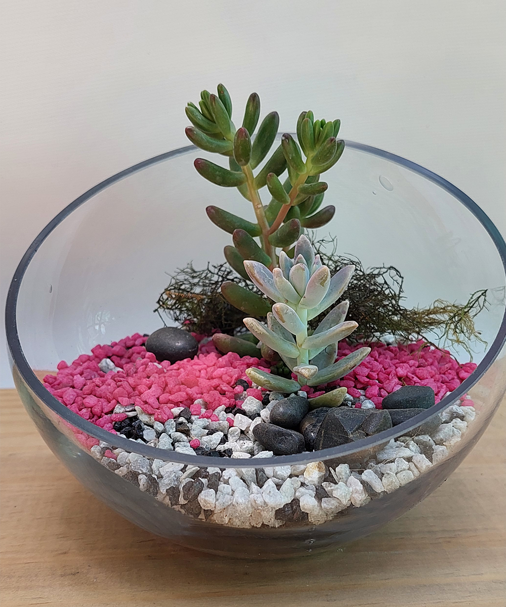 Suculenta Pecera 20 cm