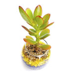 Suculenta Pecera 9 cm