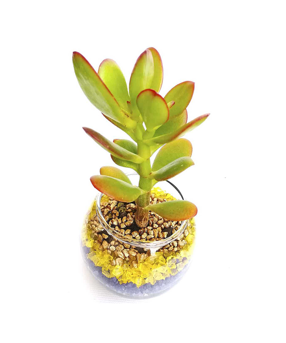 Suculenta Pecera 9 cm